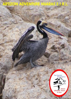 Ave de las Islas Ballestas - Pisco - Per